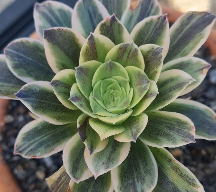 Aeonium Cinderella