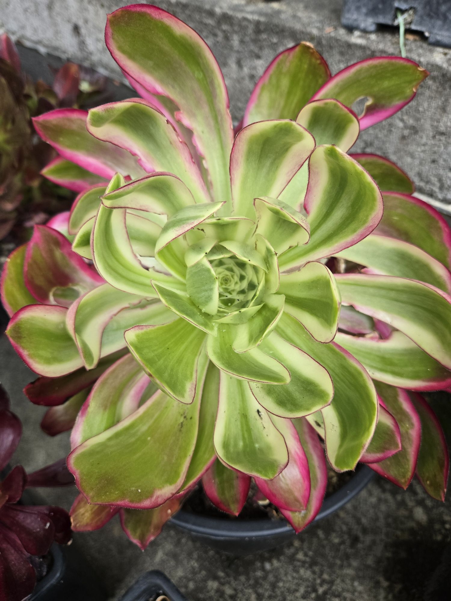 Aeonium &lsquo;Voodoo Purple Flame&rsquo;