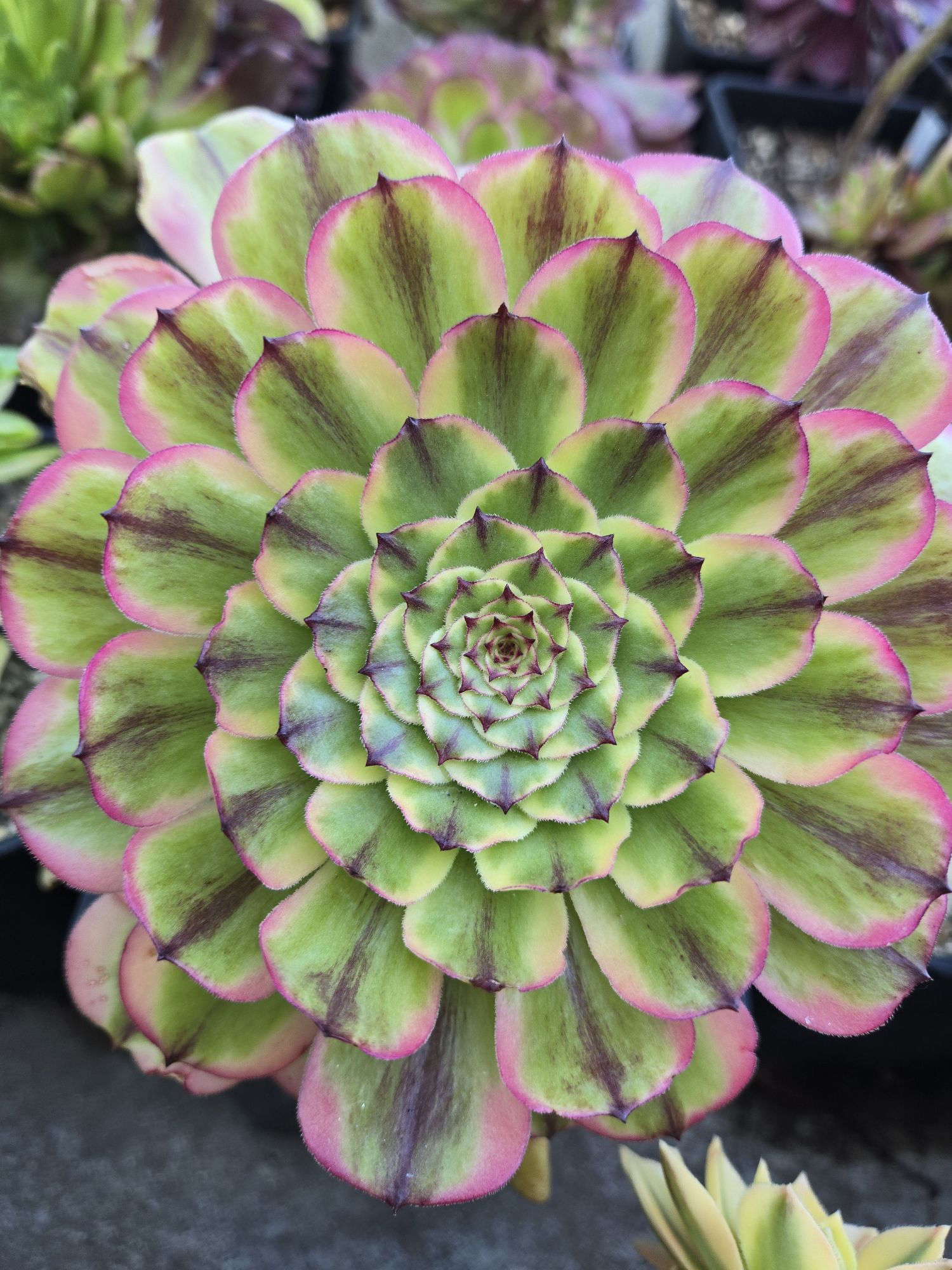 Aeonium &lsquo;Caesar&rsquo; (&lsquo;Czar&rsquo;)