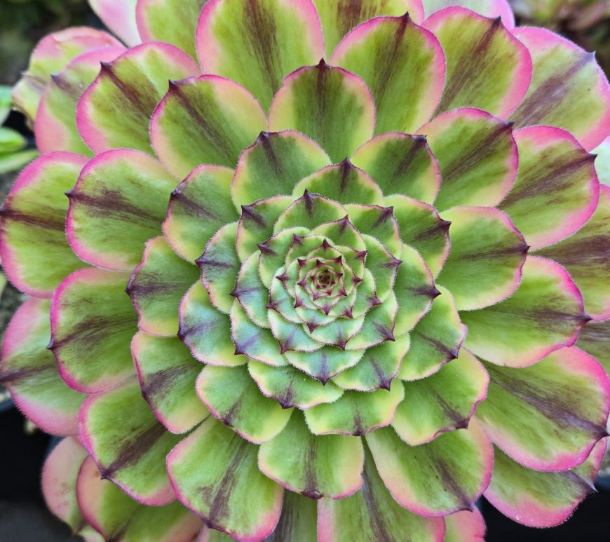 Aeonium Caesar (Czar)