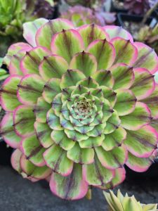 Aeonium Caesar (Czar)