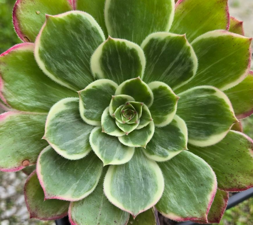 Aeonium Kaleidoscope