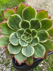 Aeonium Kaleidoscope