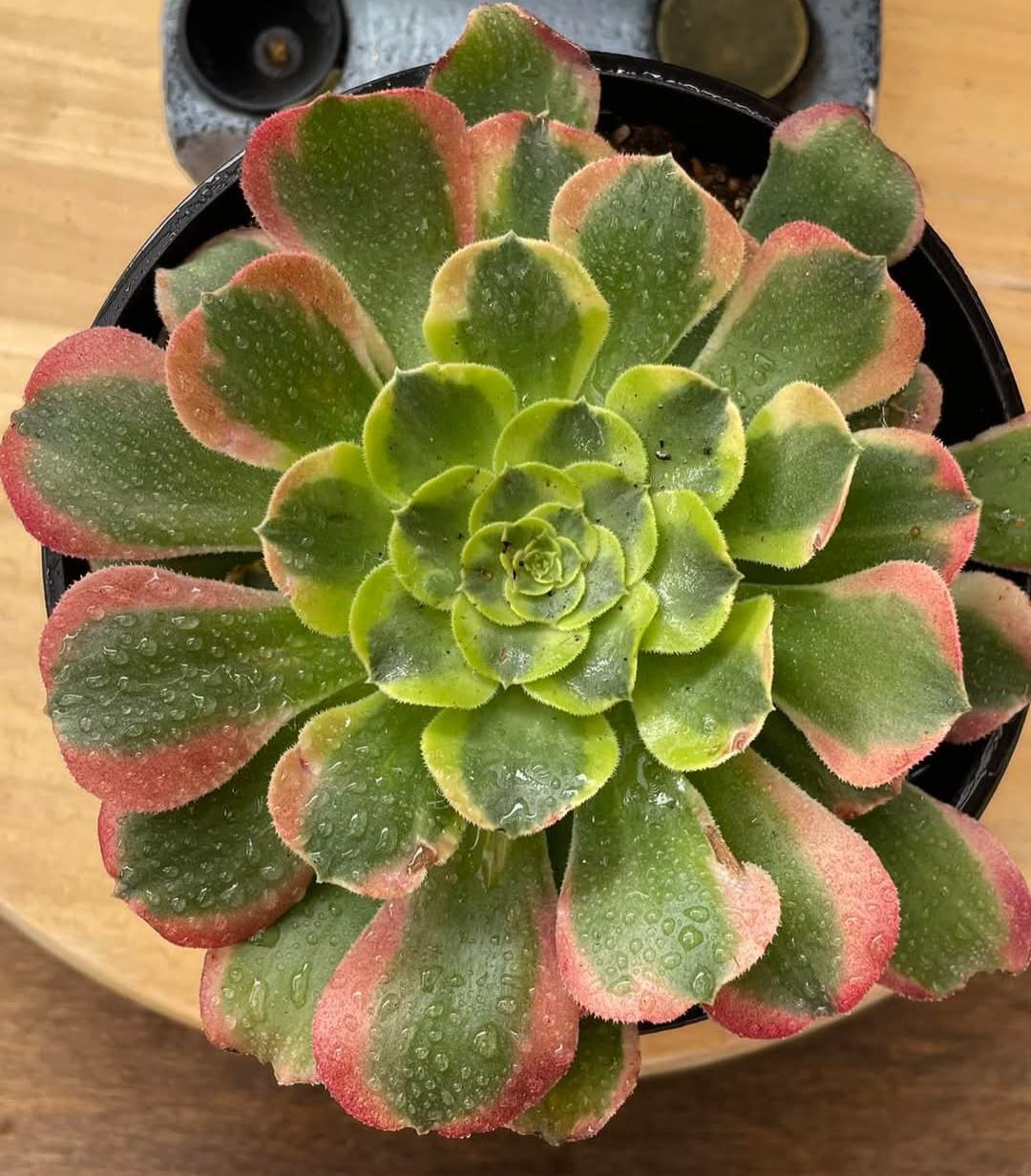 Aeonium Tesla