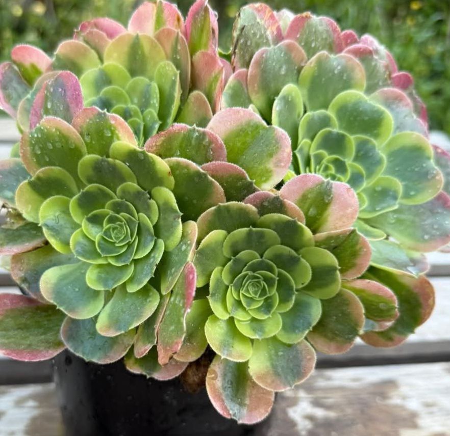 Aeonium &lsquo;Tesla&rsquo;