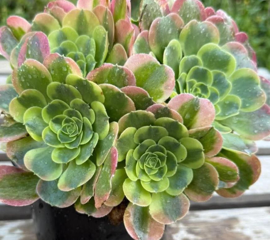 Aeonium Tesla