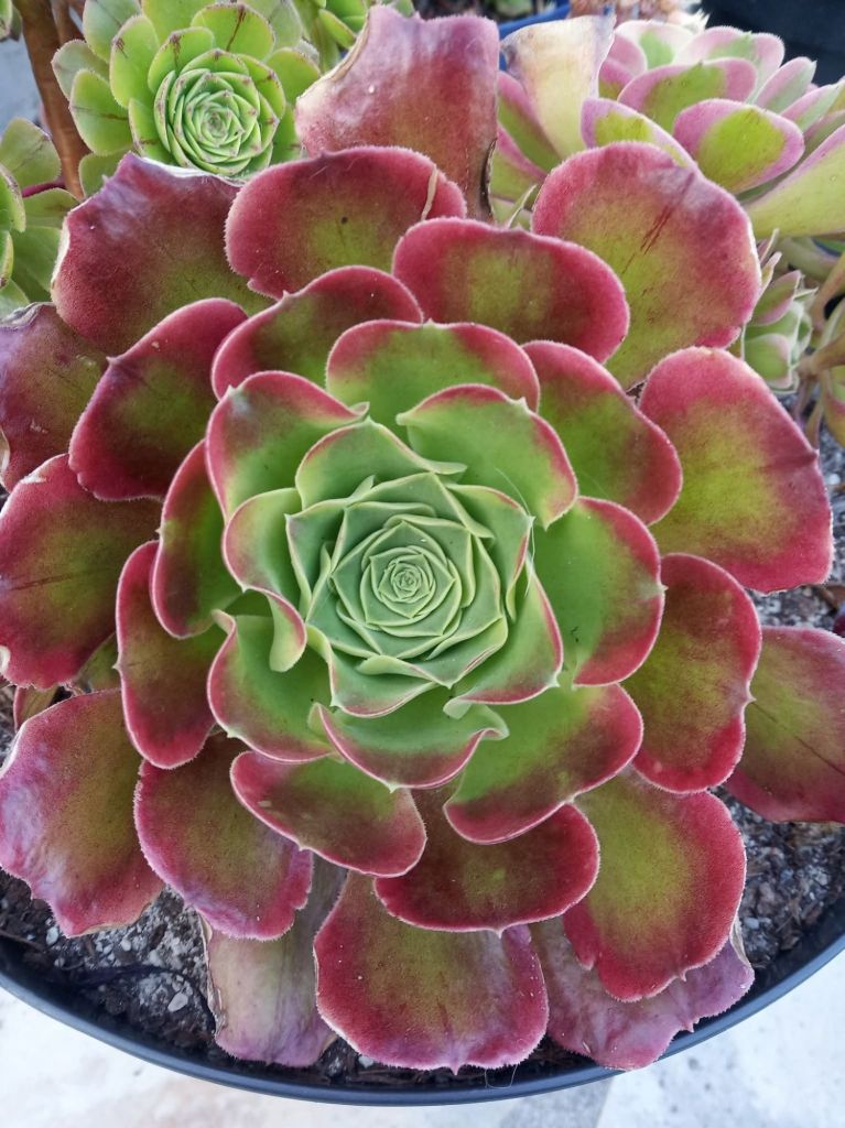 Aeonium Tesla