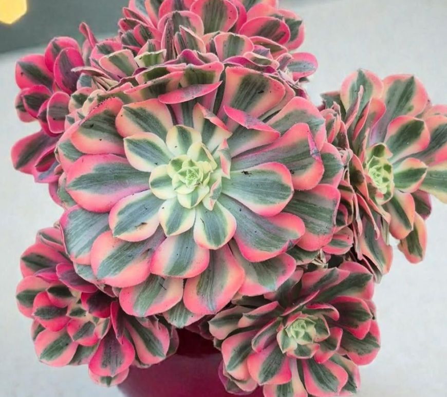 Aeonium Peach Blossom