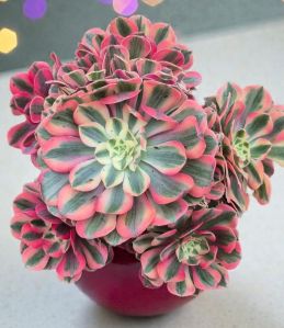 Aeonium Peach Blossom