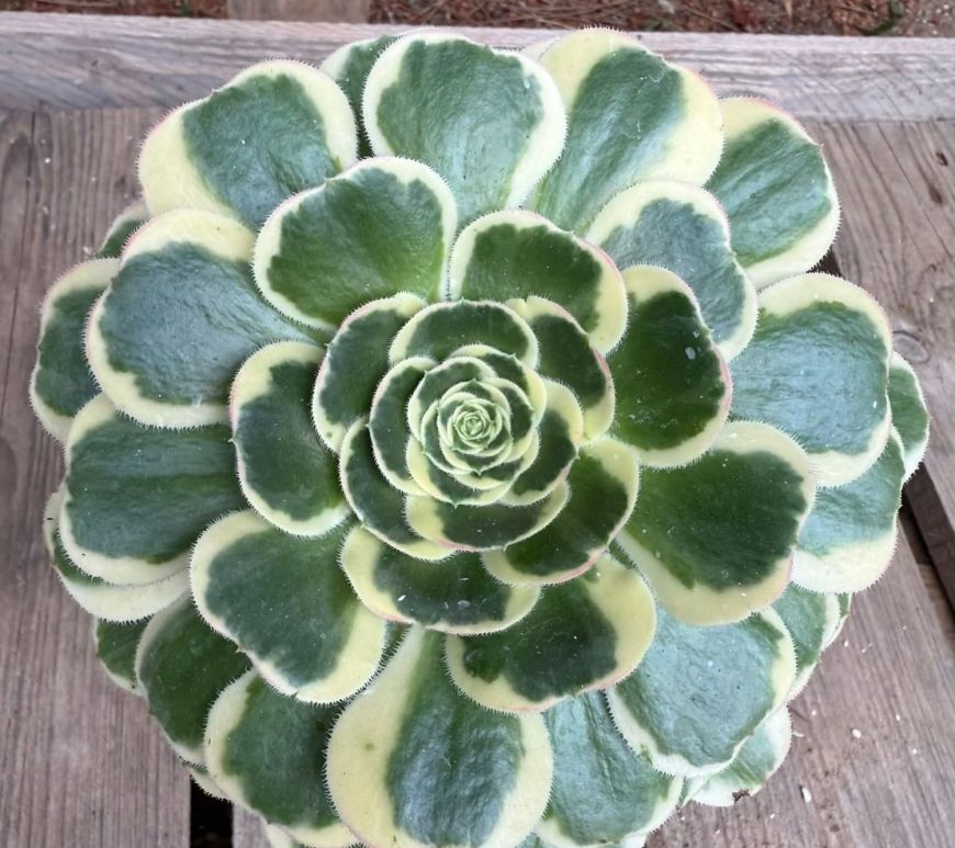 Aeonium Porsche