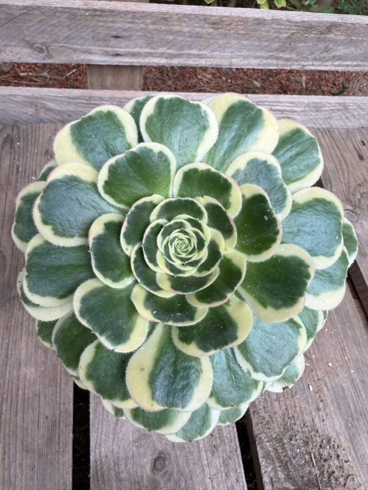 Aeonium Porsche