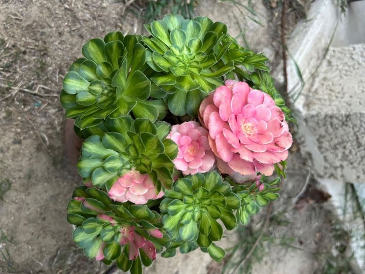 Aeonium Zhi Fou