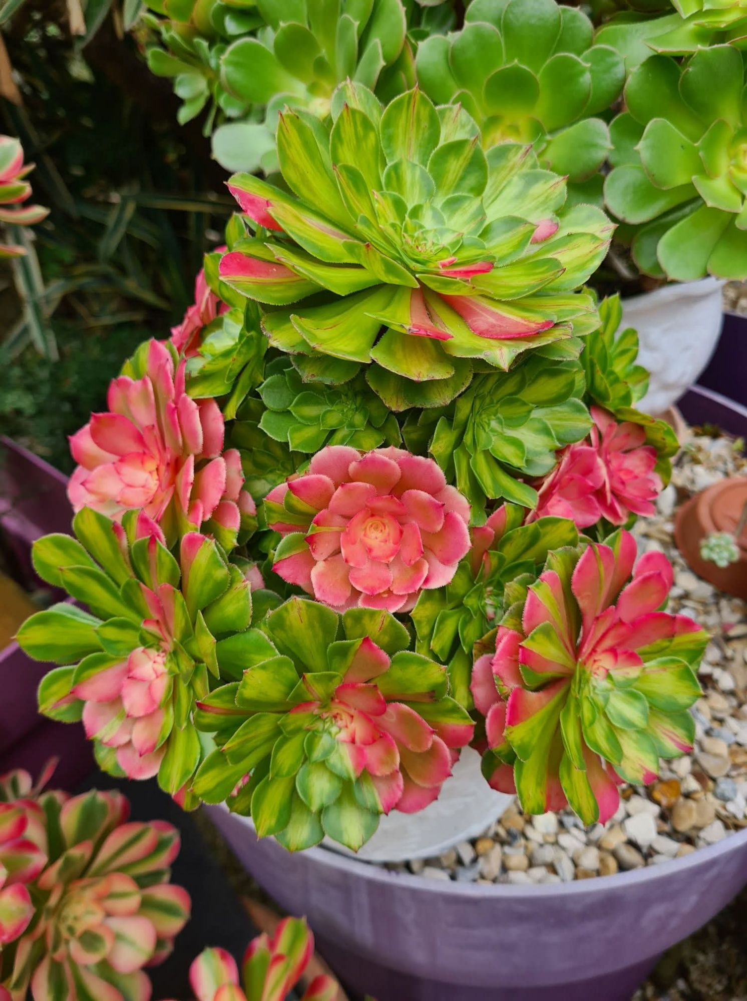 Aeonium ‘Zhi Fou’