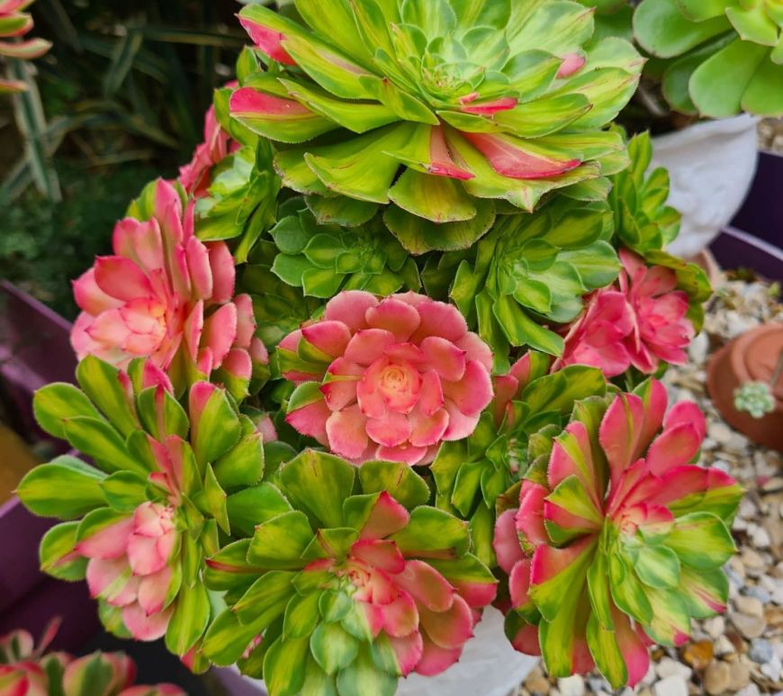 Aeonium Zhi Fou