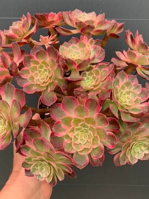 Aeonium Kaleidoscope