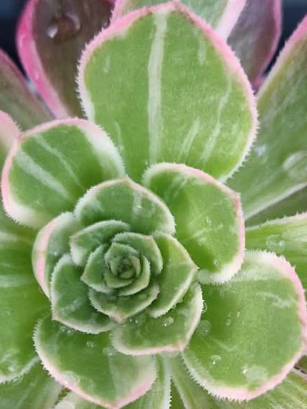 Aeonium Kaleidoscope