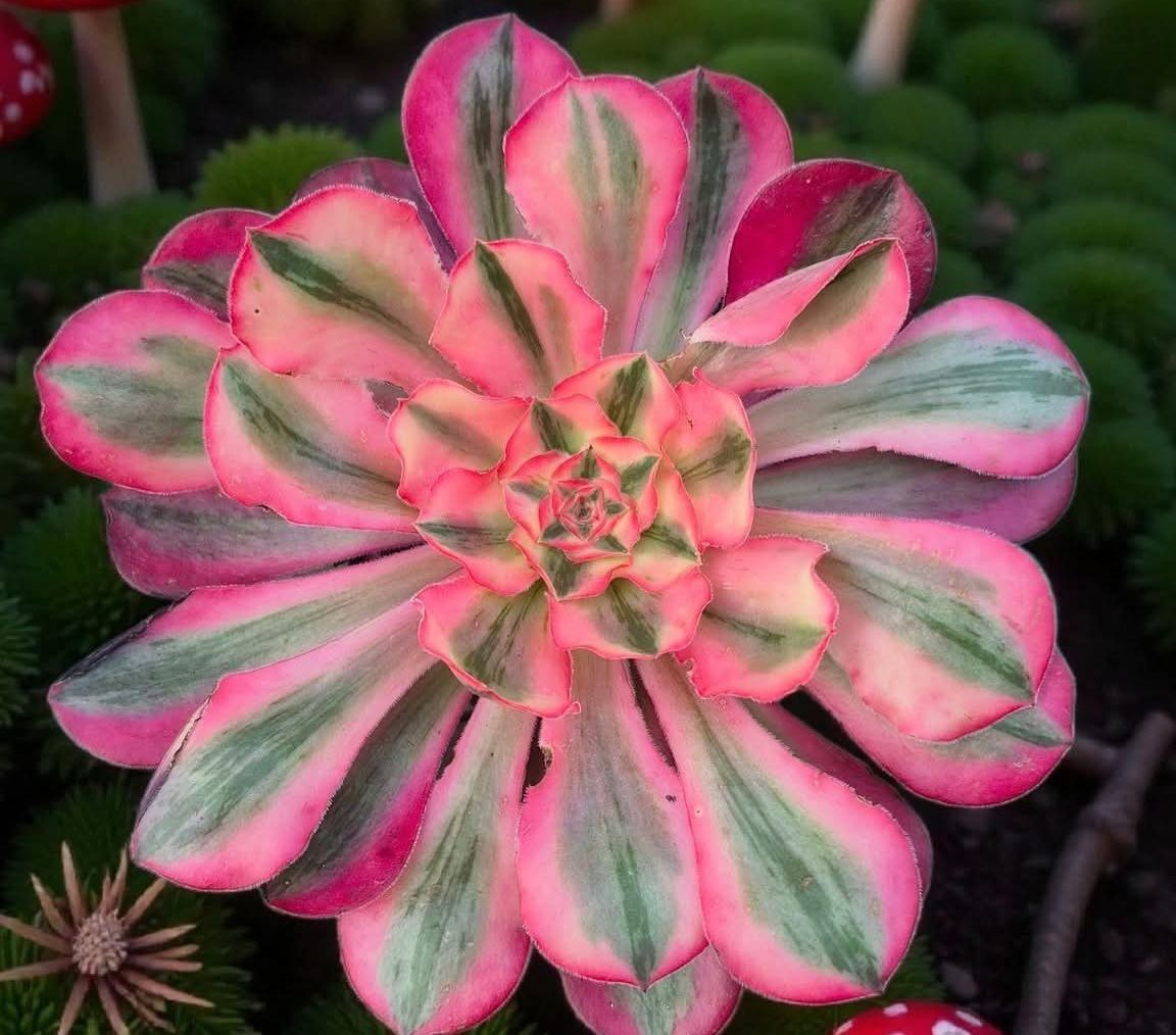 Aeonium New Alice