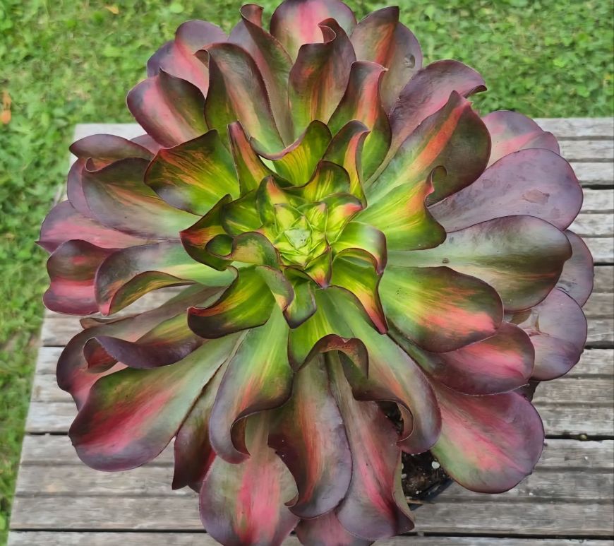 Aeonium Phantom Middle