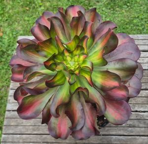 Aeonium Phantom Middle
