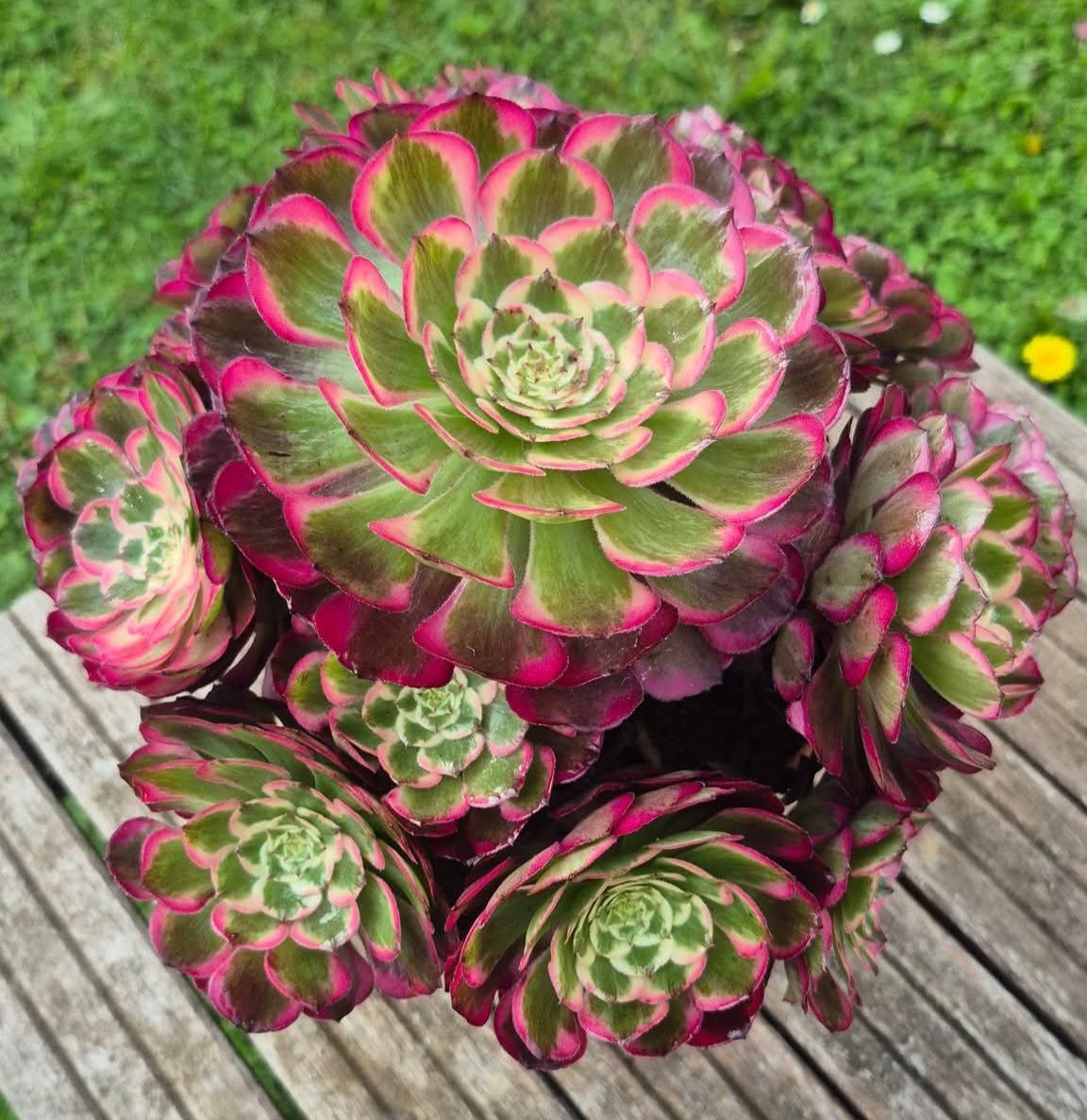 Aeonium Halloween Moonlight