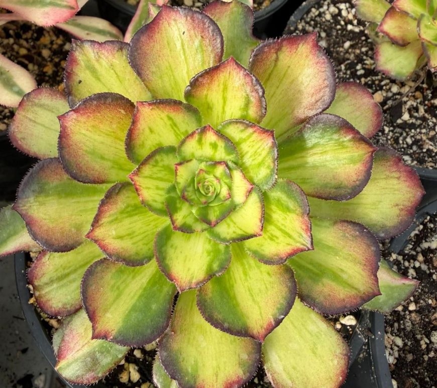 Aeonium Sea Coral (Neptune Middle)
