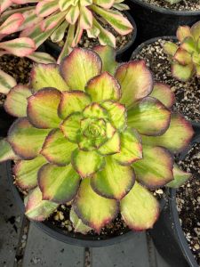 Aeonium Sea Coral (Neptune Middle)