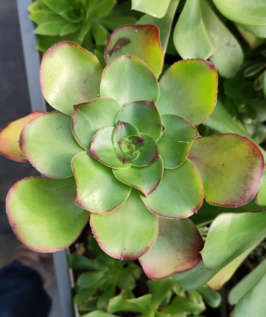 Aeonium Milos
