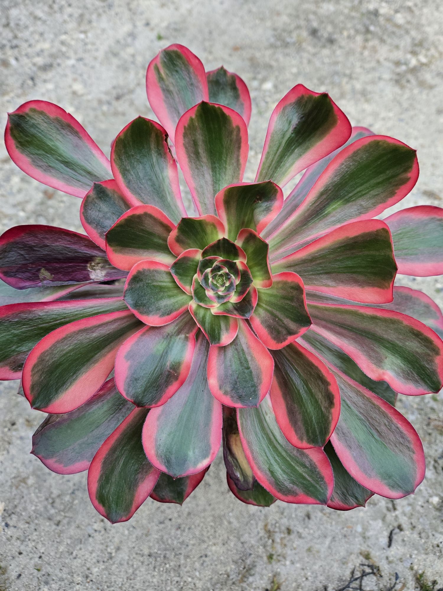 Aeonium &lsquo;Voodoo Red Witch&rsquo;