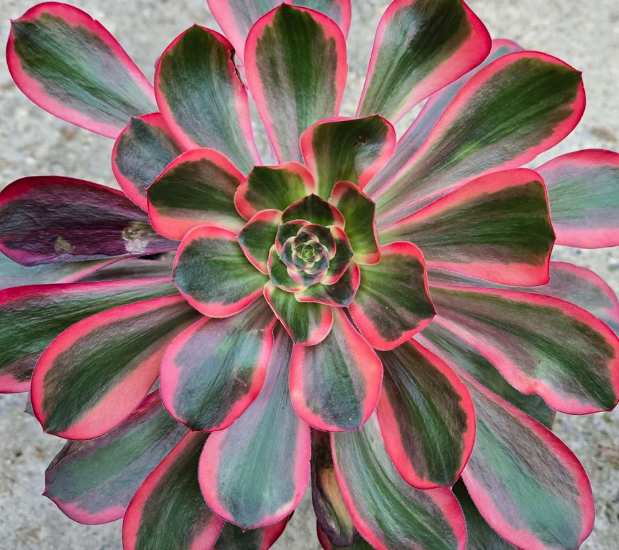 Aeonium Voodoo Red Witch