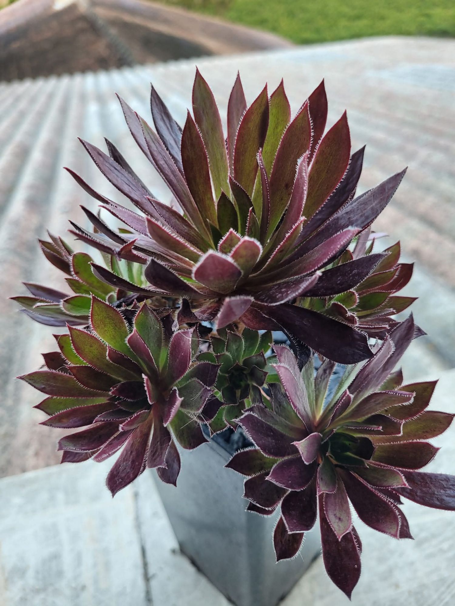 Aeonium Logan Rock