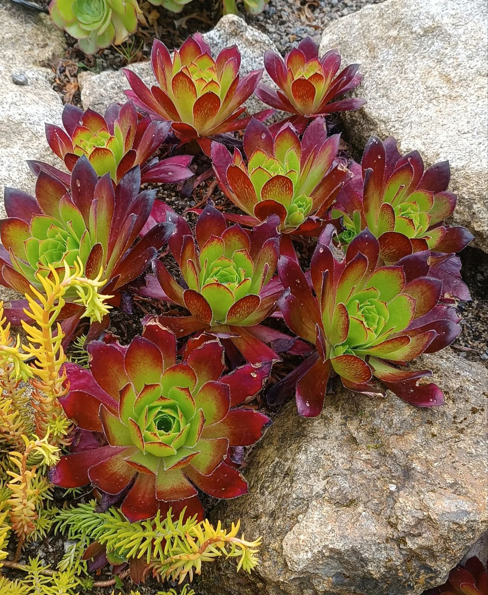 Aeonium Black Magic