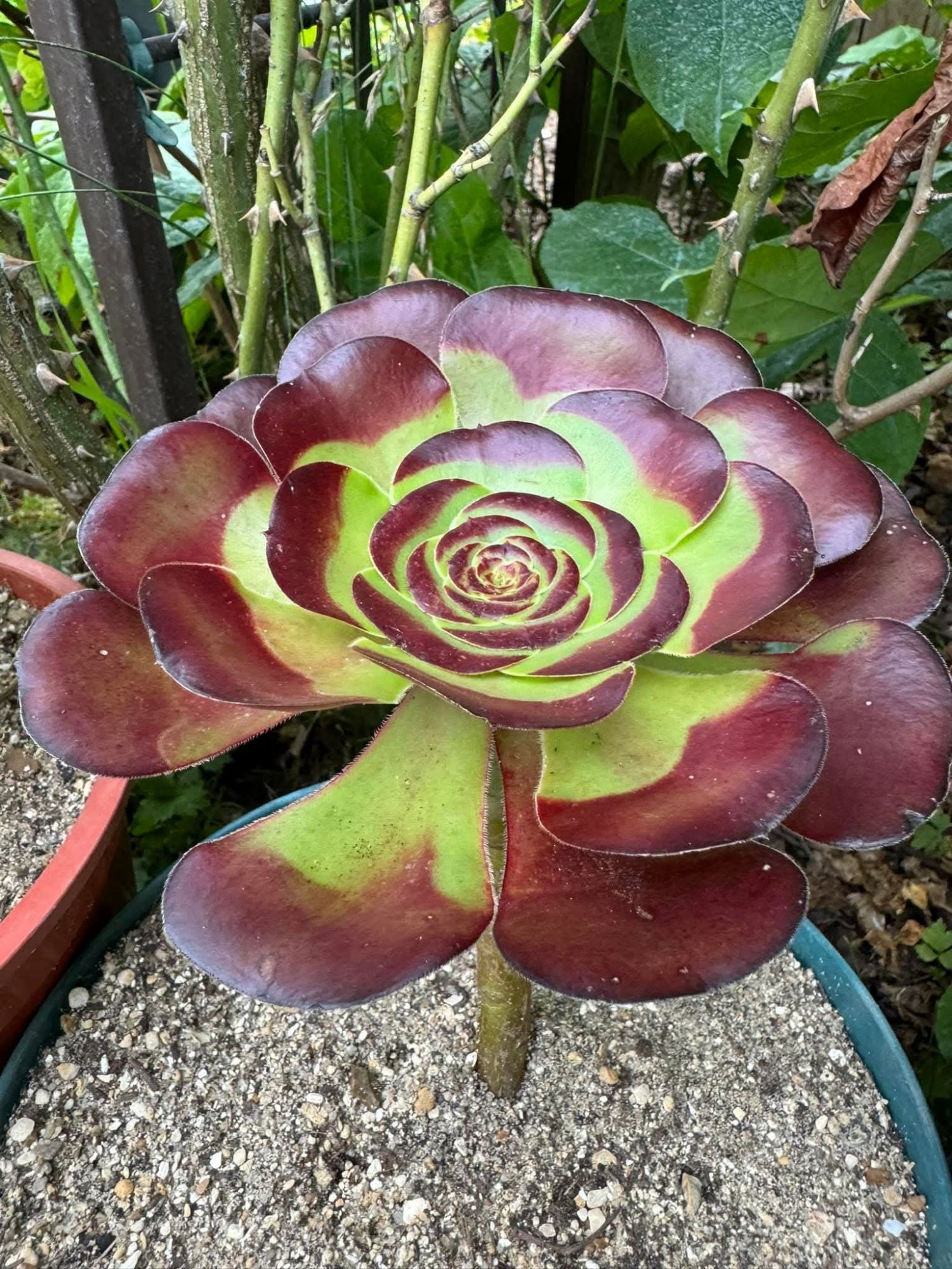Les hybrides des Serres de PEN AR RU (dernières créations)