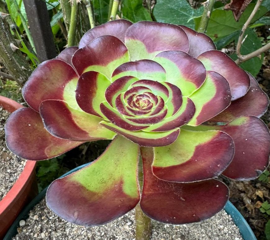 Aeonium Milos