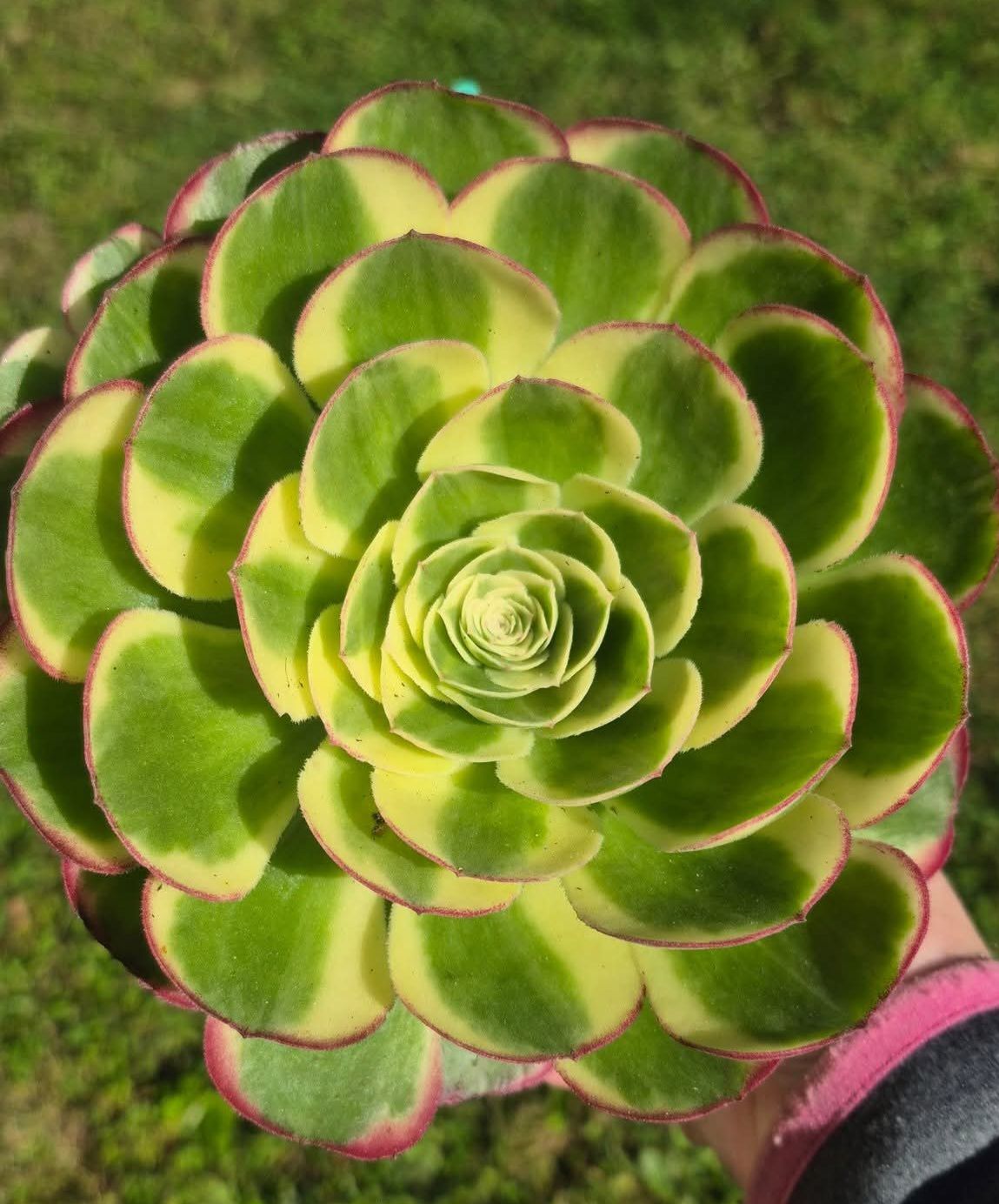 Aeonium ‘Moon Shadow’