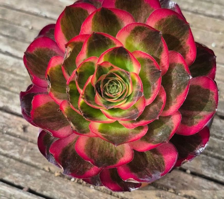Aeonium Charm Golden Rose Variegata Na Fu