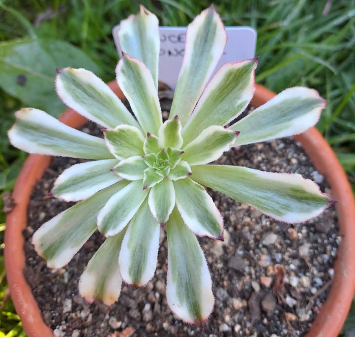 Aeonium Princess Mononoke