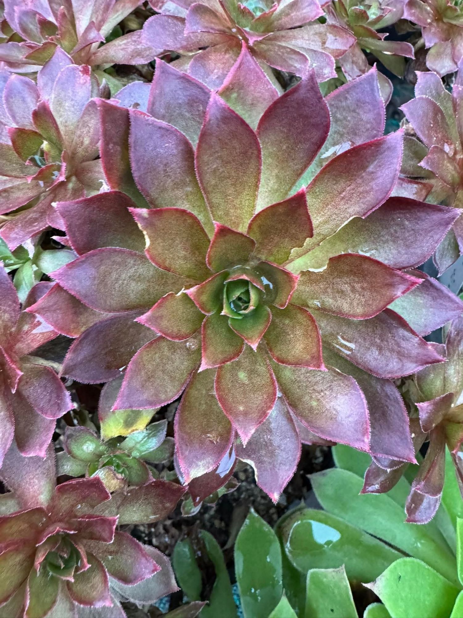 Les hybrides d&rsquo;Aeonium créés par Surreal Succulents