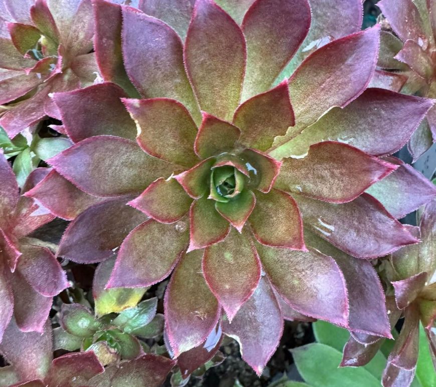 Aeonium Phoenix Flame