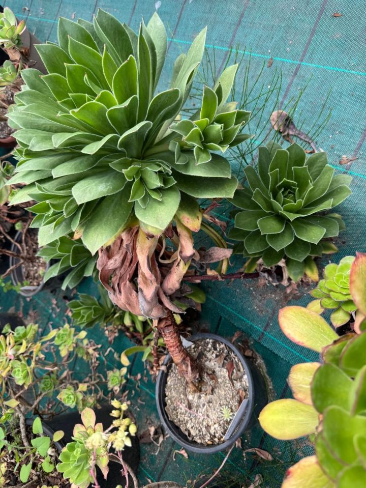 Aeonium Maximus