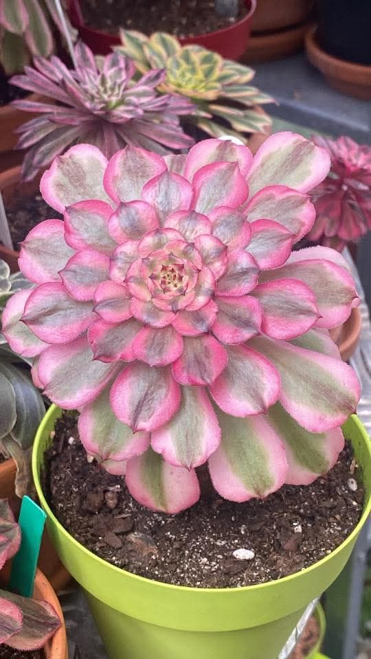 Aeonium Lotus