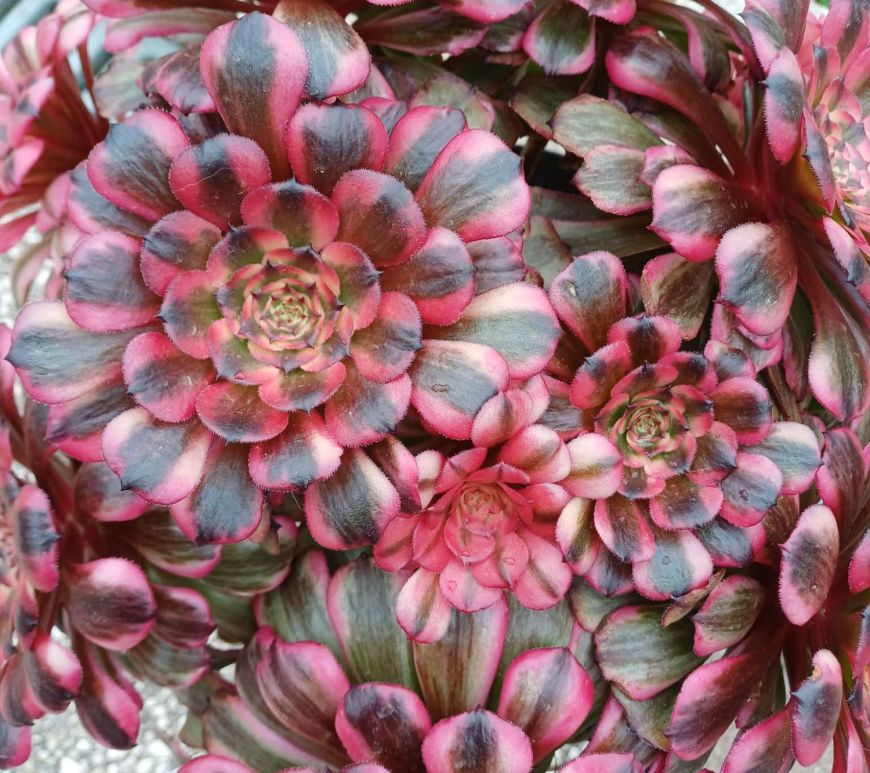 Aeonium Jiyue