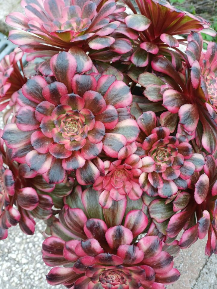 Aeonium Jiyue