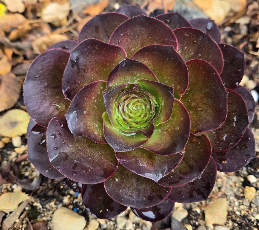 Aeonium Charm Golden Rose
