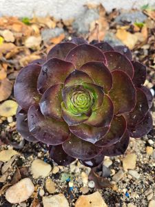 Aeonium Charm Golden Rose