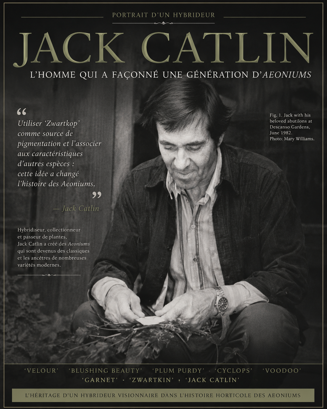 Jack Catlin : l’homme qui a façonné une génération d’Aeoniums