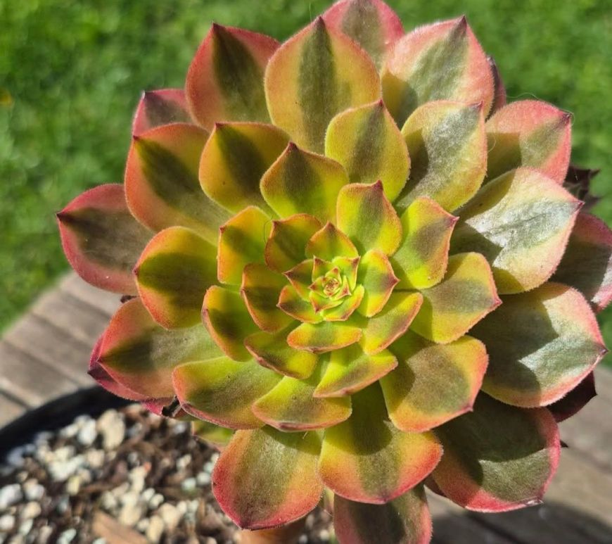 Aeonium Candy Chocolate
