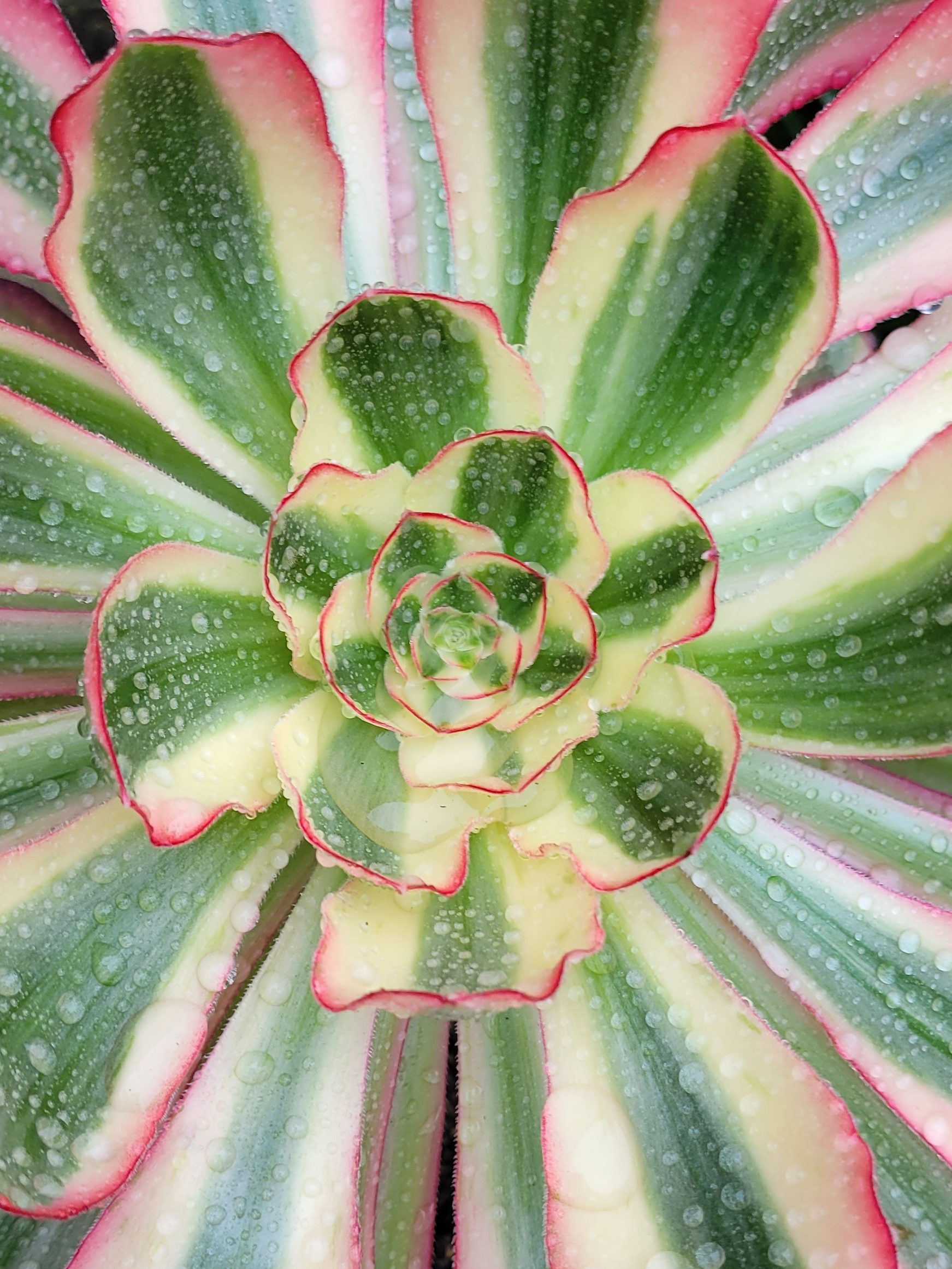 Aeonium Voodoo Ultra White