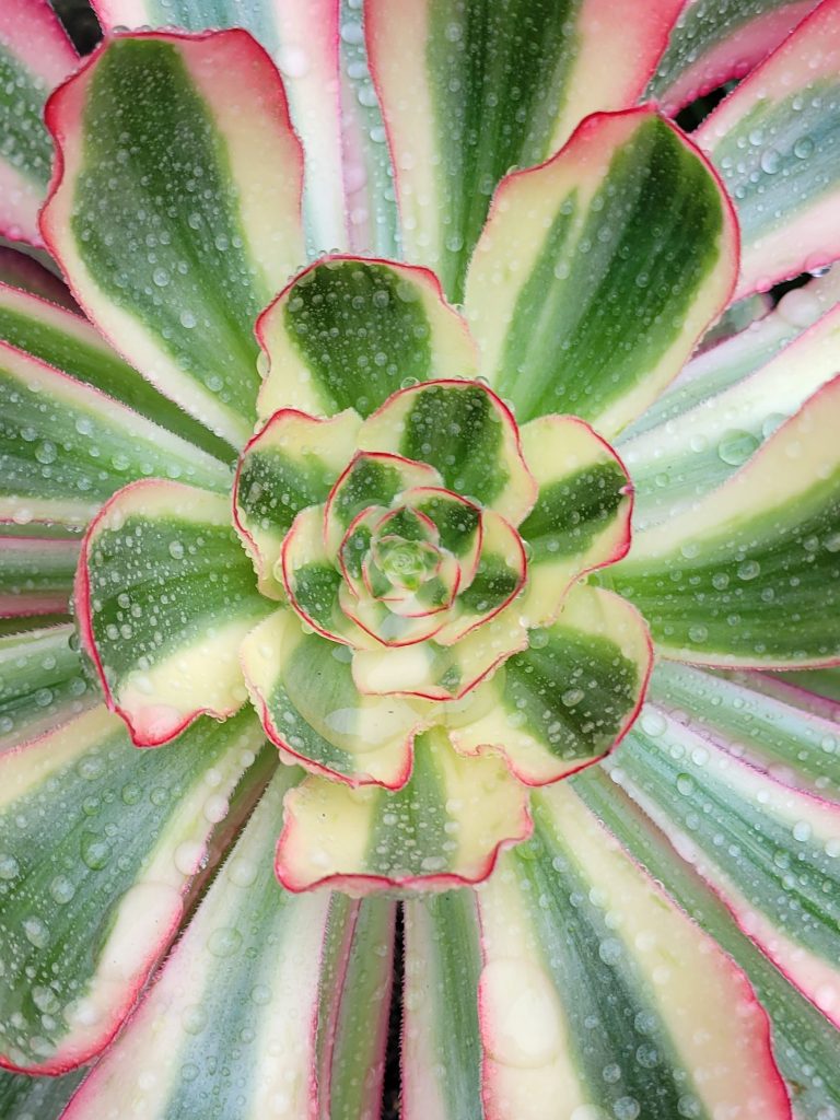 Aeonium Voodoo Ultra White