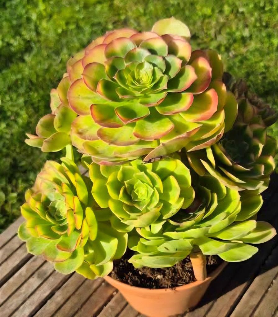 Aeonium Reincarnation