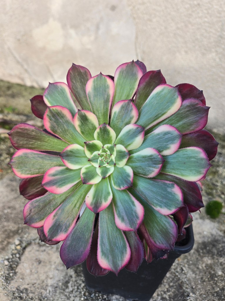 Aeoniun Fallen Whale